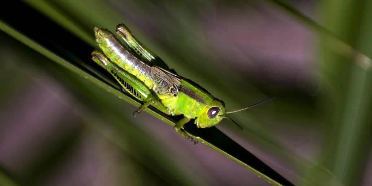 Bright green praying mantis perched on a blade of grass