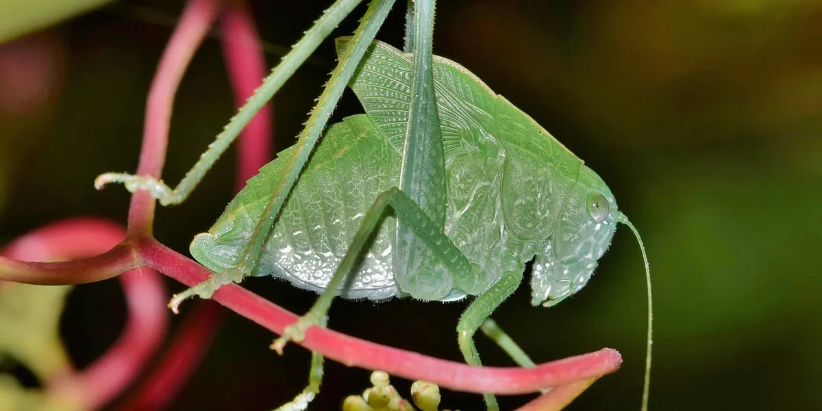 Green praying mantis perched on pink plant stems, displaying leaf-like camouflage.