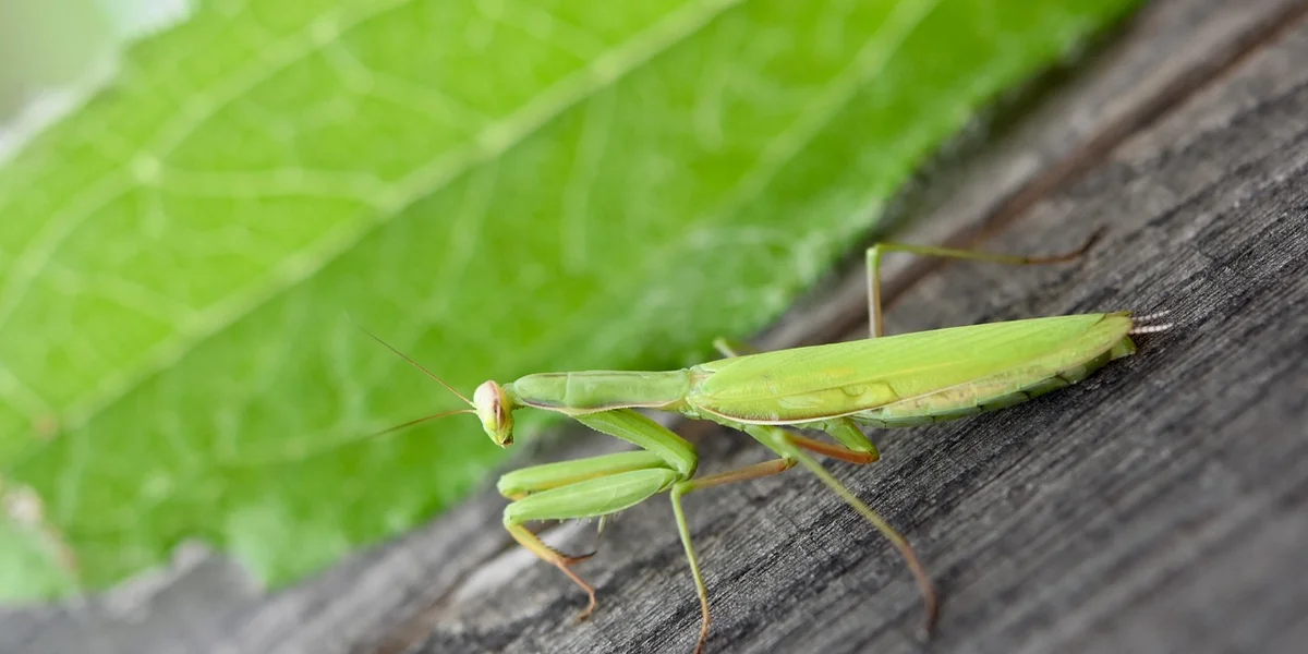 A green praying mantis perched on a wooden surface with a large green leaf in the background.