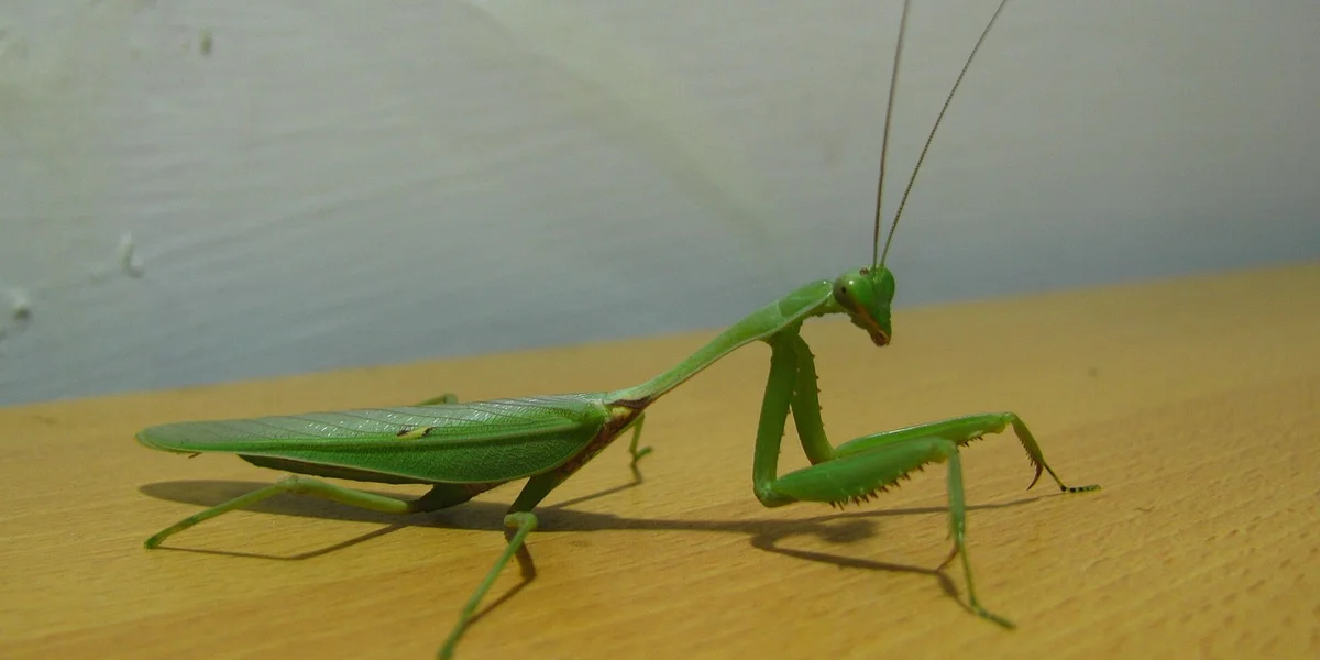 Green praying mantis perched on a wooden surface, showing its elongated body and long antennae