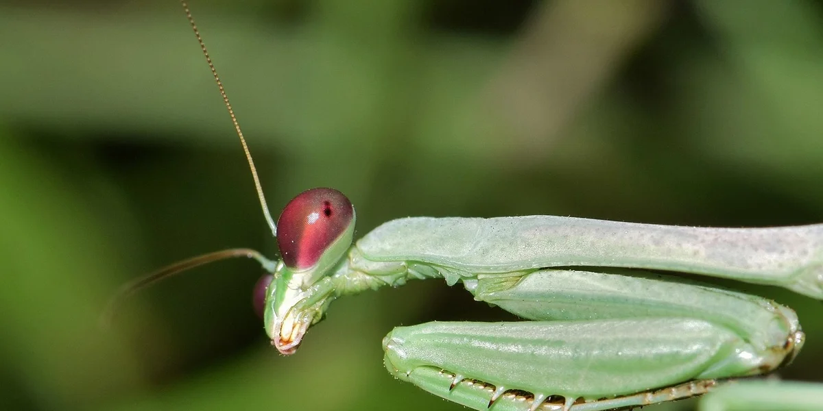 Close-up of a green praying mantis with a pinkish-red head and long antennae perched on a plant stem.