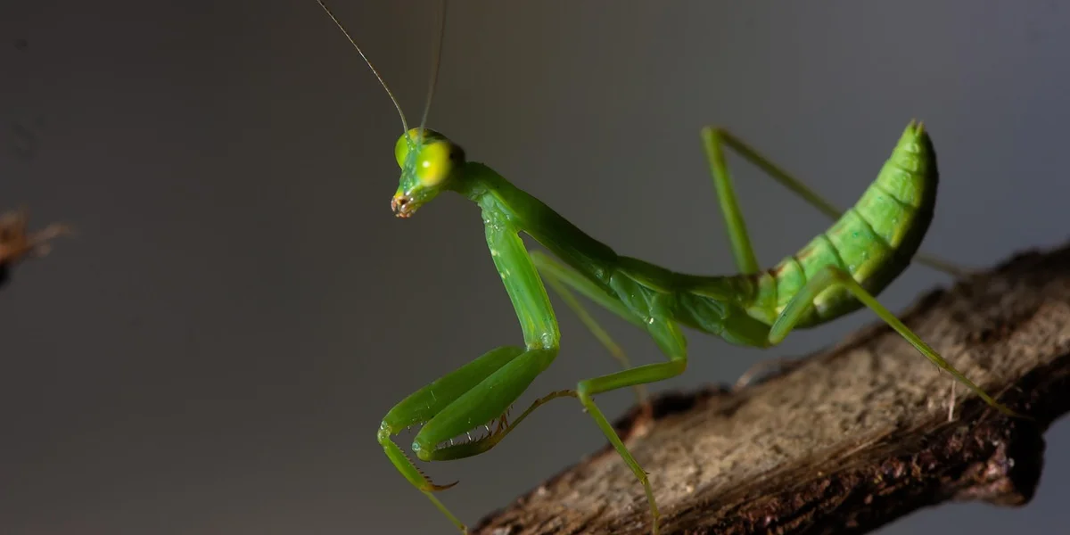Green subadult mantis perched on a branch, facing left, preparing for its final molt.