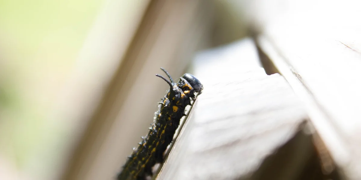 Slender, dark worm-like creature on a wooden surface.