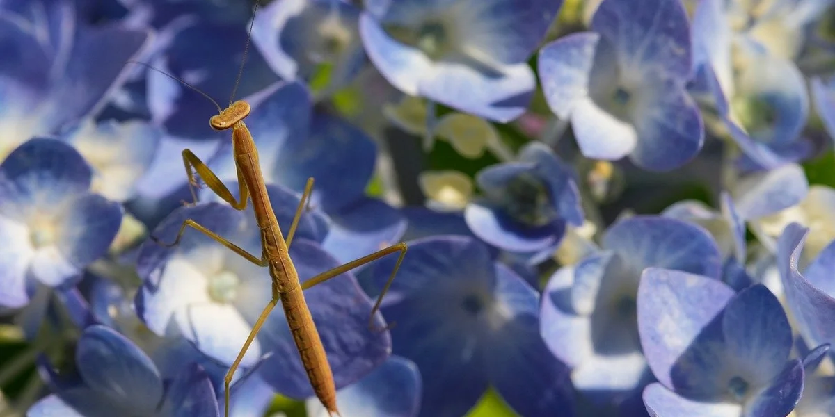 Brown praying mantis perched on blue hydrangea flowers, illustrating careful observation around wildlife.