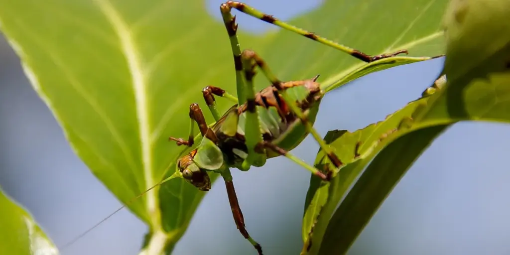 Raising Praying Mantis Hatchlings: A Day-by-Day Guide
