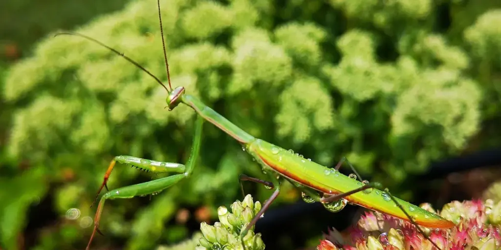 What Is the Largest Praying Mantis Species in the World?