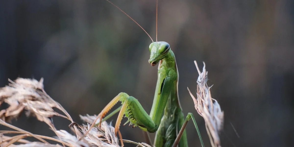 Close-up of a green praying mantis perched on a dried plant stem, facing left and looking alert.