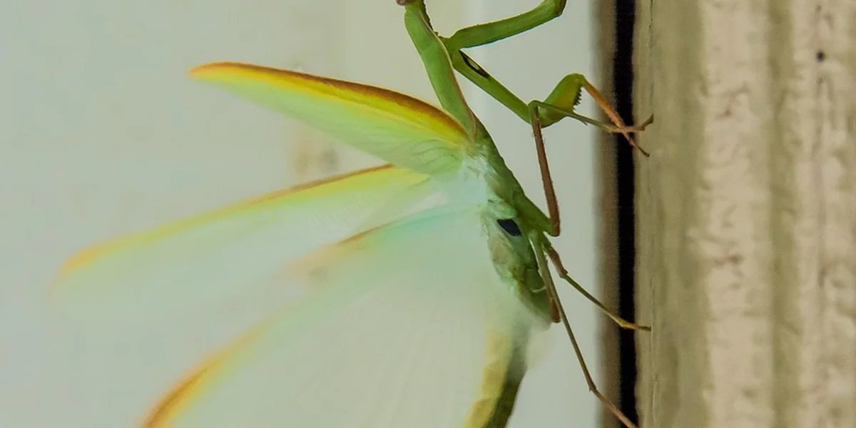 Green praying mantis clinging to a vertical surface, its spiny forelegs raised as a defensive posture and its wings with yellow edging subtly visible.