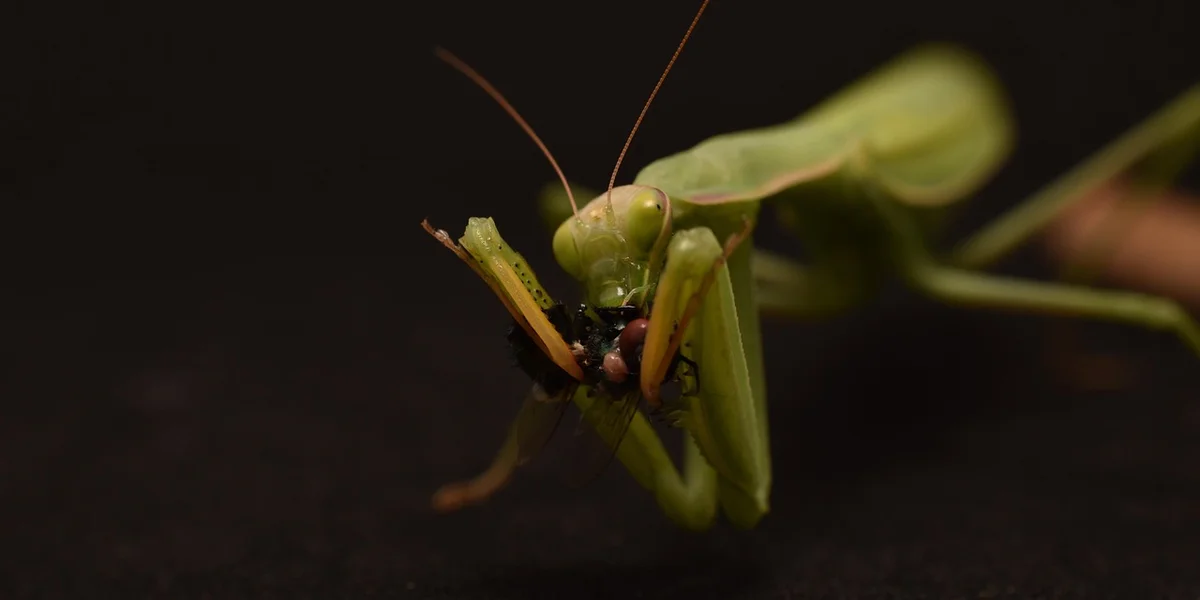 Close-up of a green praying mantis gripping its prey with its raptorial forelegs.