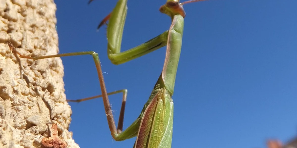 A green praying mantis perched on a textured beige rock against a bright blue sky.
