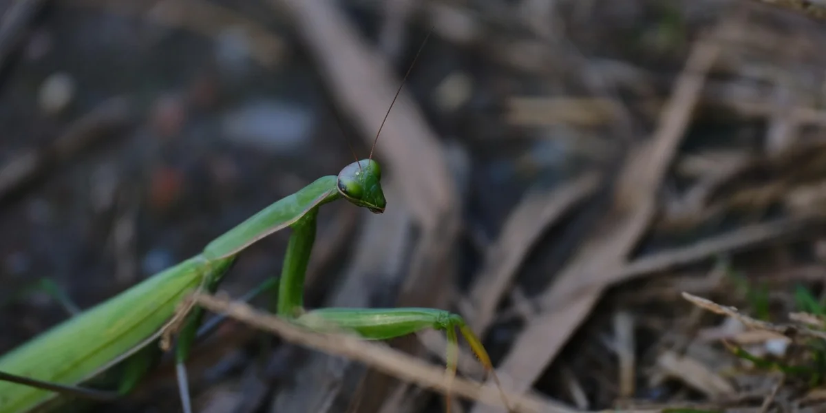 Green praying mantis perched on a twig with a blurred natural background.