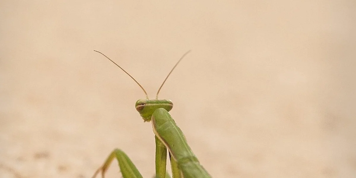 Close-up of a green praying mantis nymph with long antennae on a neutral beige background.