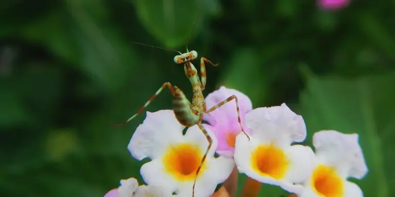 Close-up of a mantis nymph perched on a white flower with an orange-yellow center, surrounded by green foliage.