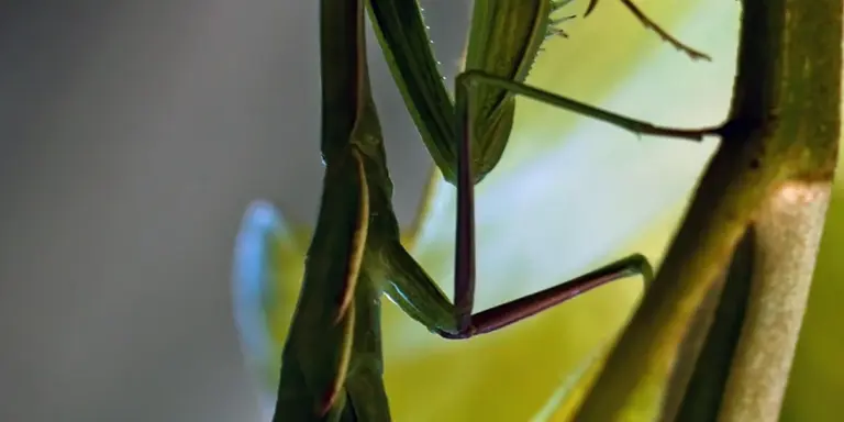 Close-up of a mantis nymph clinging to a plant stem, showing its slender forelegs and body.