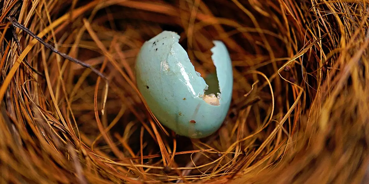 Cracked blue mantis ootheca (egg case) resting in a nest of dried grass.