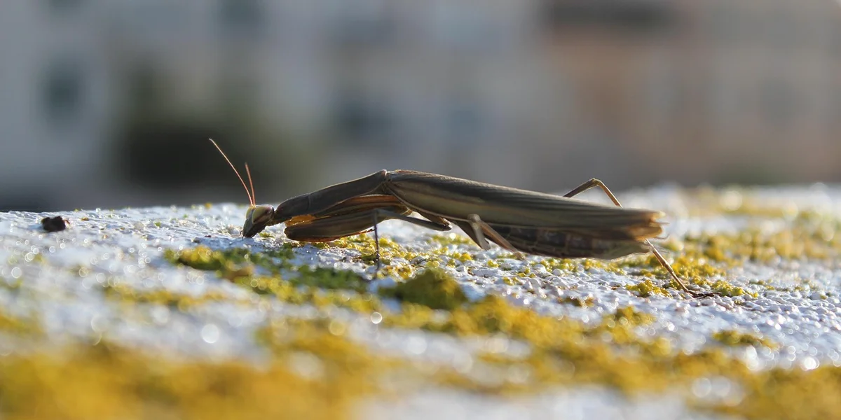 Close-up of a brown praying mantis perched on a sunlit, textured surface with patches of yellow moss.