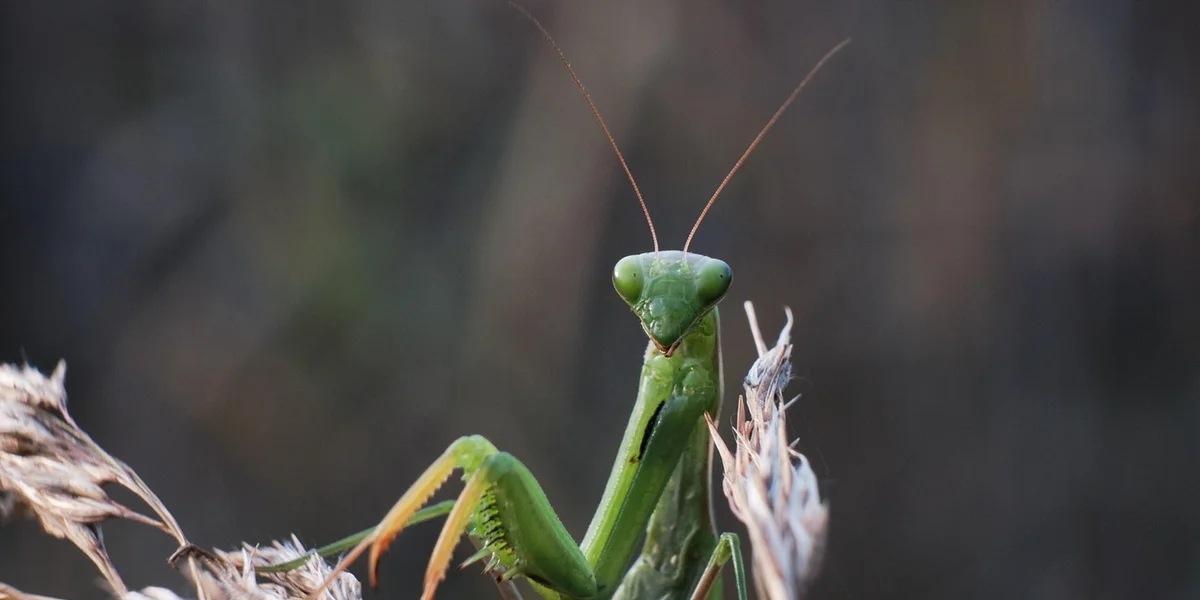 Close-up of a bright green praying mantis with long antennae perched on dried plant stems.