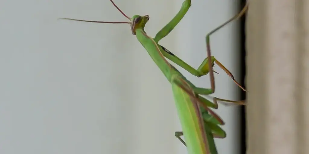 How to Safely Remove and Relocate a Praying Mantis