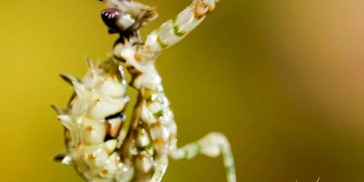 Close-up of a mantis with deformed wings after molting, showing irregular wing tissue