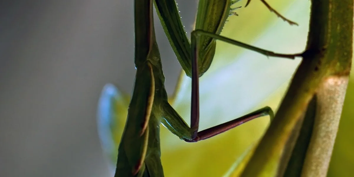 Close-up of a green praying mantis perched on a plant stem, showing its legs and folded abdomen.
