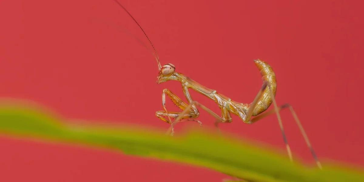 Close-up of a praying mantis in a poised, defensive stance against a red background.