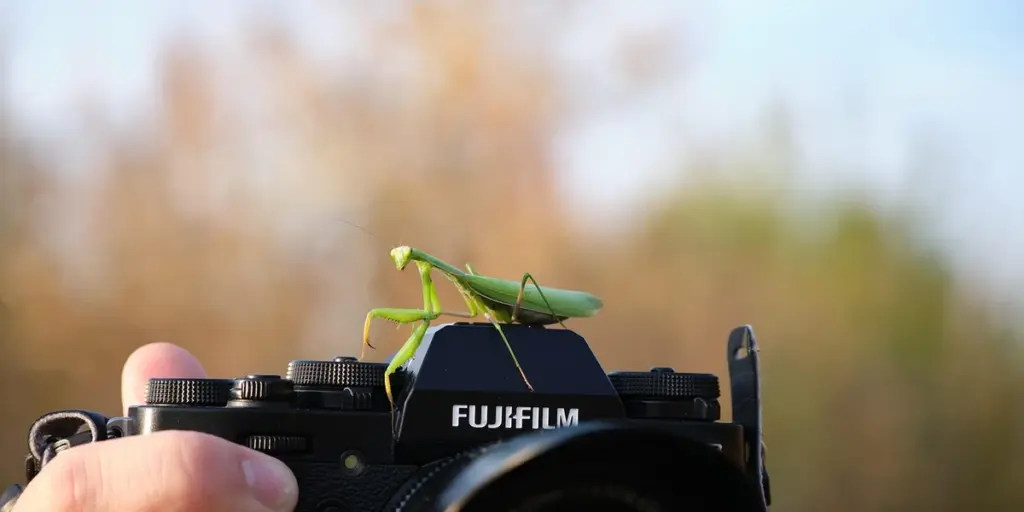 How to Calm a Pheromone-Crazed Male Praying Mantis