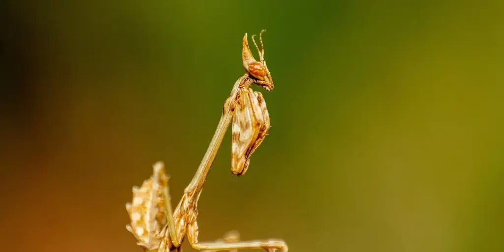 How Does a Praying Mantis’s Colour Help It Survive?
