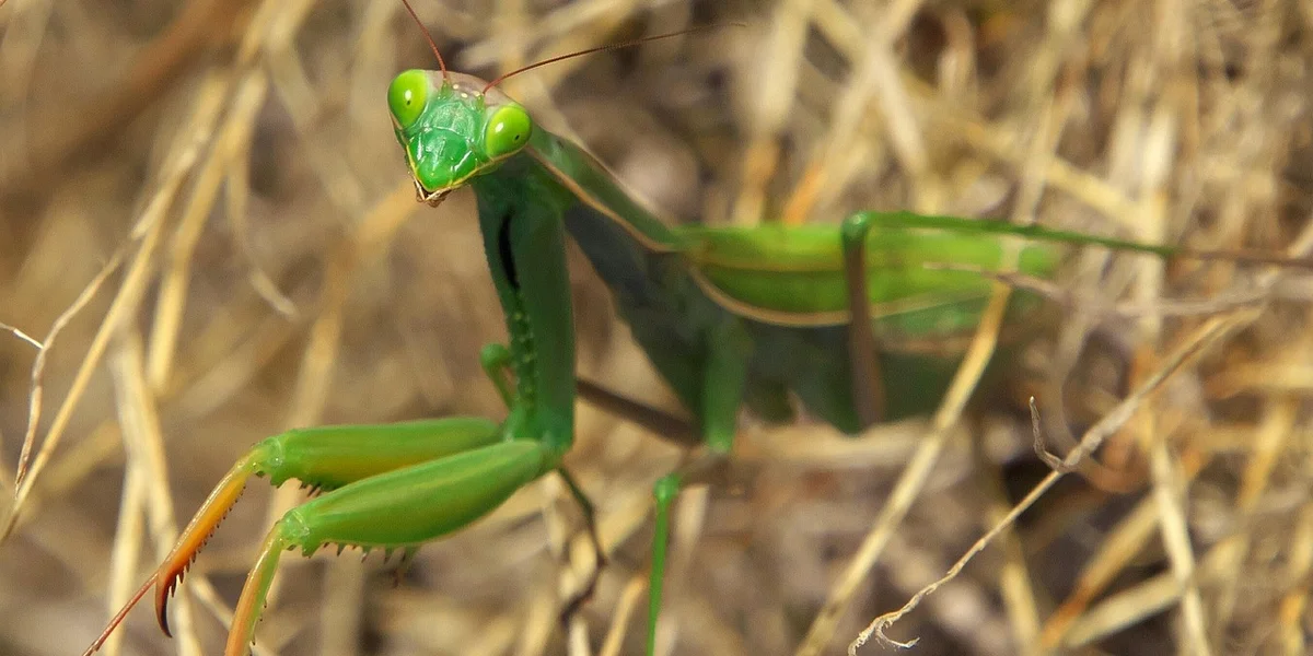 Bright green praying mantis perched among dry grass, blending with its surroundings.