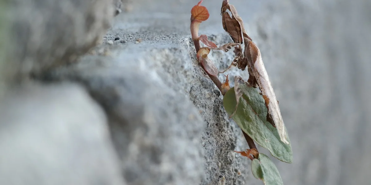 A praying mantis perched on a rocky surface with green and brown leaf-like coloration, illustrating camouflage.