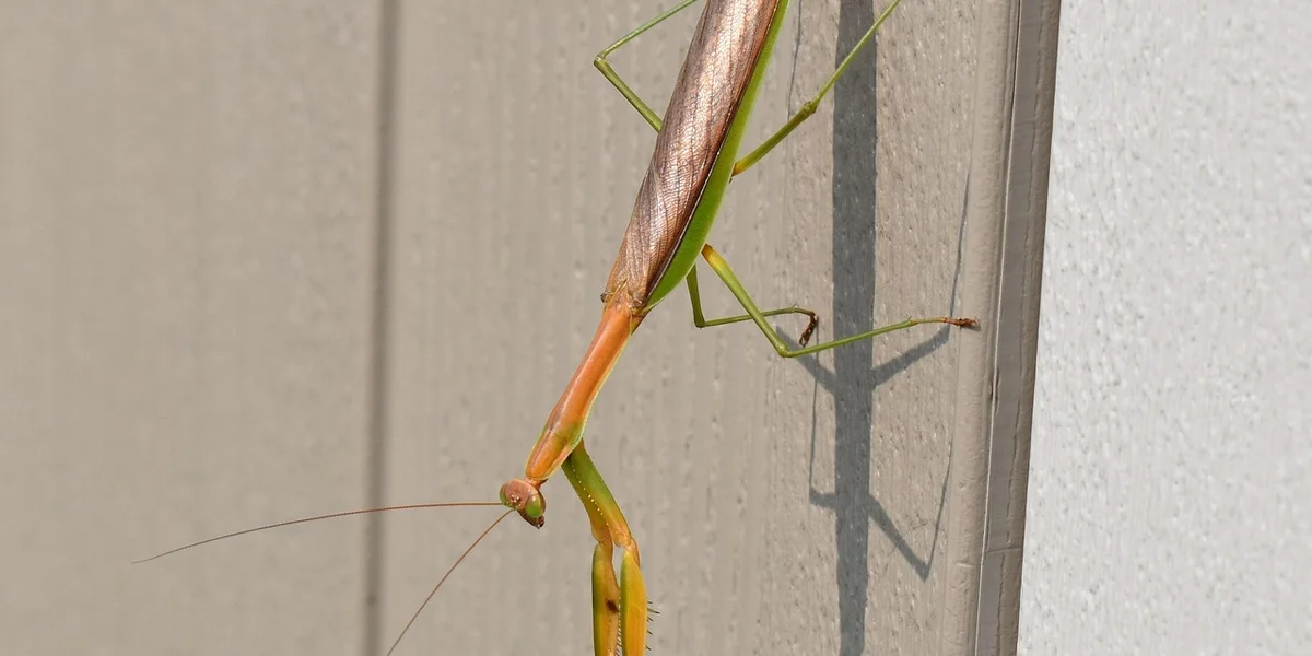 Close-up of a praying mantis with orange and green body segments clinging to a light-colored wall.