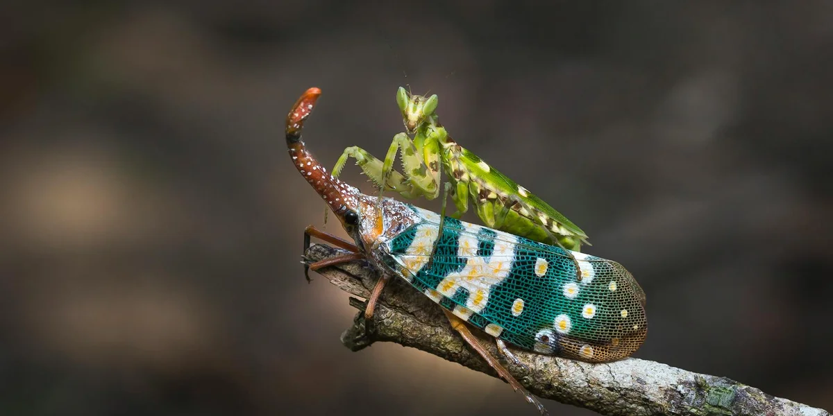 Two mantises perched on a branch: a larger green mantis with white spots and a smaller one on top, illustrating the need for climbing surfaces and hiding spots in an enclosure.