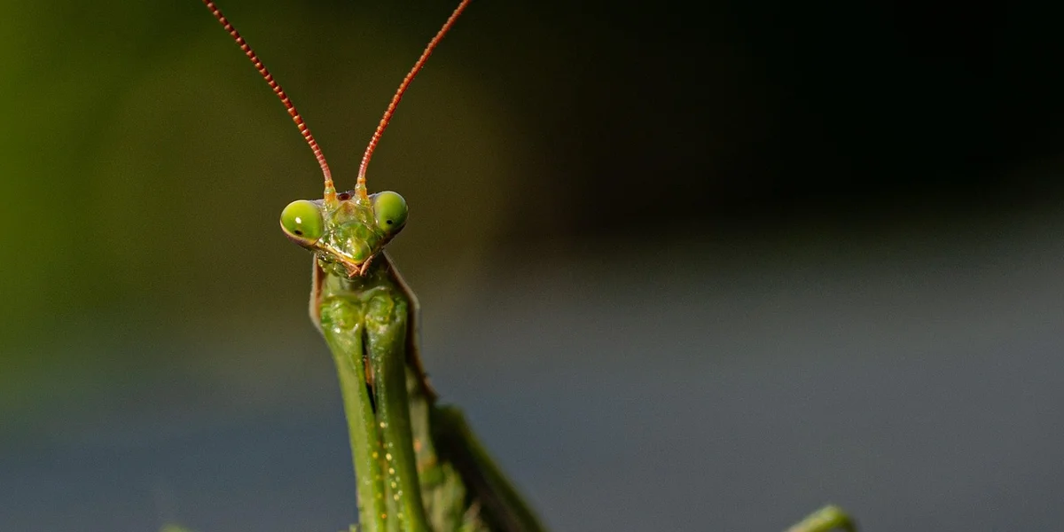 Close-up of a green praying mantis facing the camera, with bright green eyes and long reddish antennae.