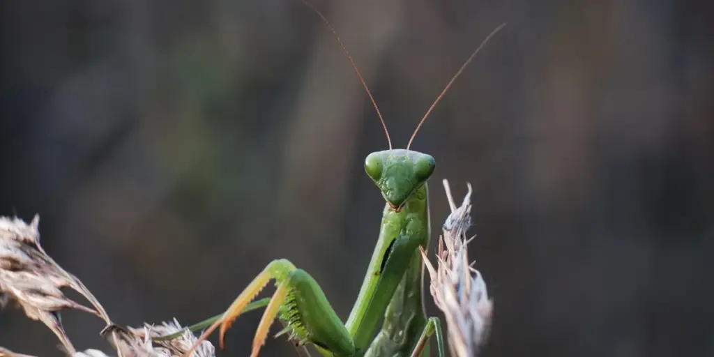 What Purpose Do Praying Mantises Serve in Nature?