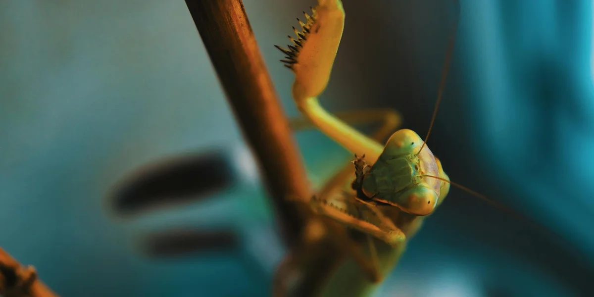 Close-up of a green praying mantis head and forelegs perched on a twig with a blurred blue background