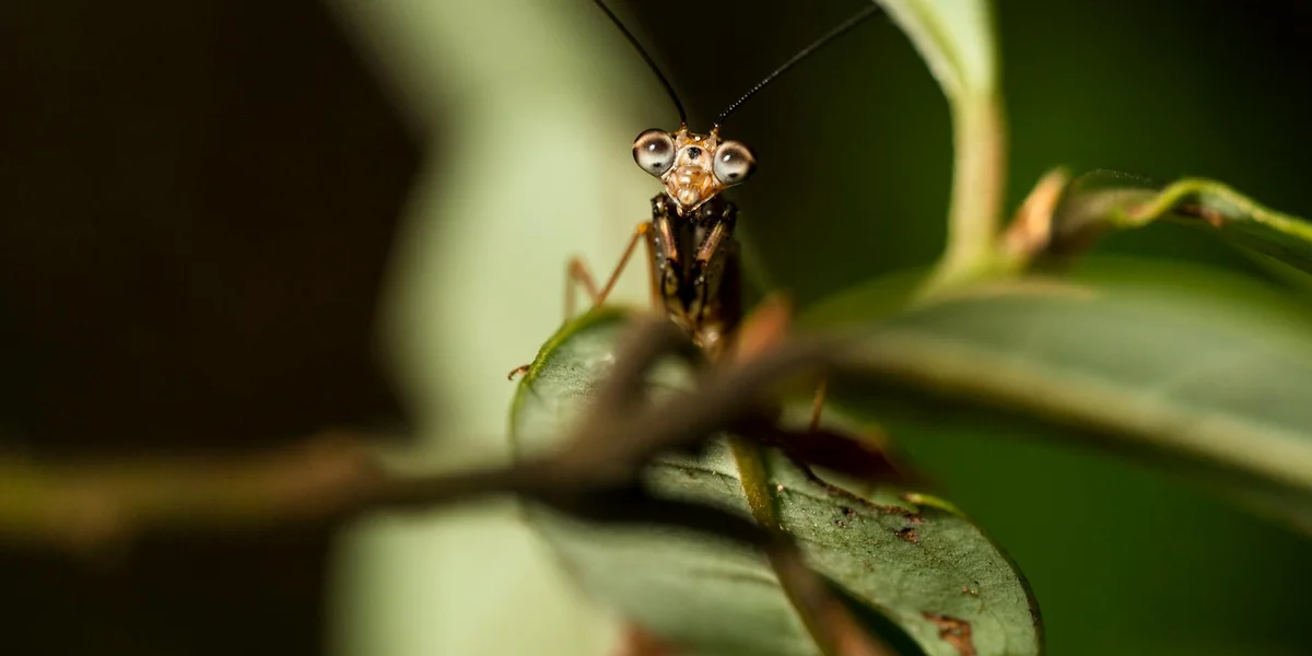 Close-up of a praying mantis perched on a green leaf, with a soft-focus background.