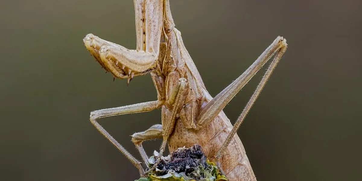Brown mantis perched on a twig, with forelegs raised as it hunts.