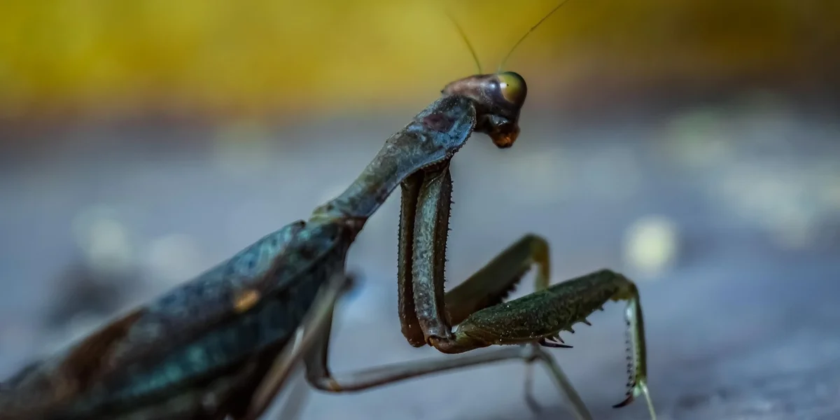 Close-up of a praying mantis with a bluish-green body and a dark brown head, perched on a flat surface.