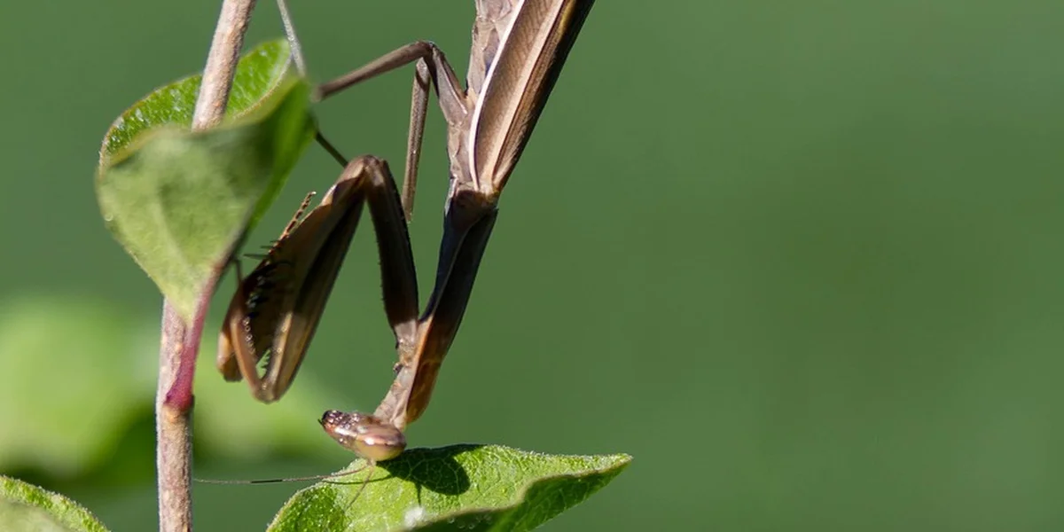 Close-up of a brown praying mantis limb gripping a plant stem with a green blurred background.