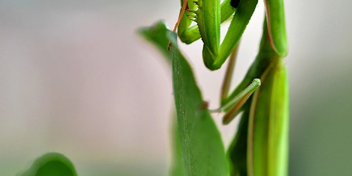 Close-up of a bright green praying mantis perched on a slender plant stem with folded forelegs, blurred background.