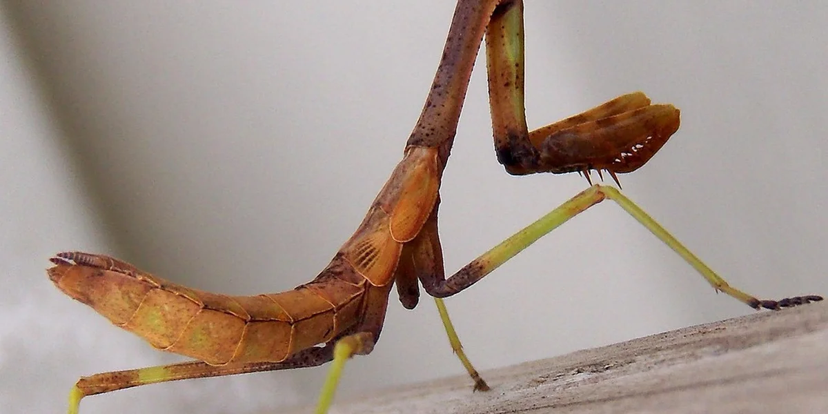 Close-up of an orange-brown praying mantis perched on a wooden edge against a pale background.
