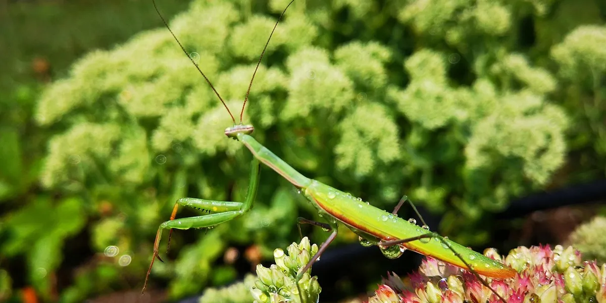 Adult praying mantis perched on a green stem with a blurred leafy background.