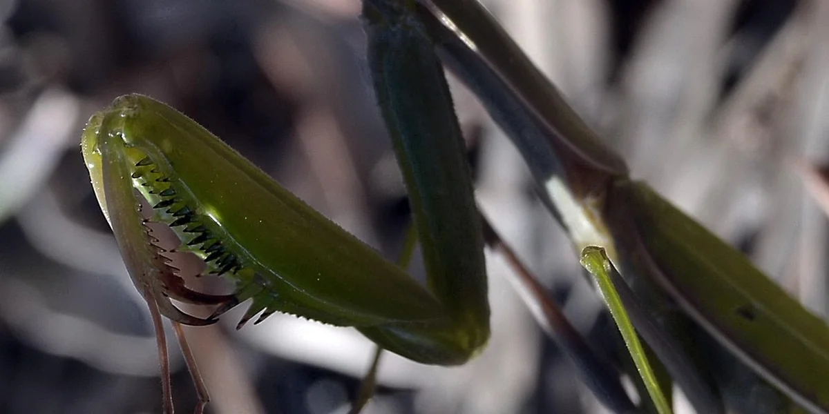 Macro close-up of a praying mantis leg with spines, highlighting a physical defense mechanism.