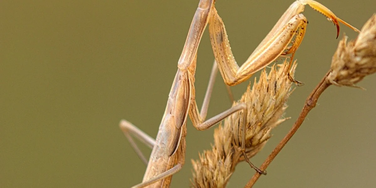 Close-up of a dried preserved praying mantis mounted for display, showing its legs and thorax against a soft background.