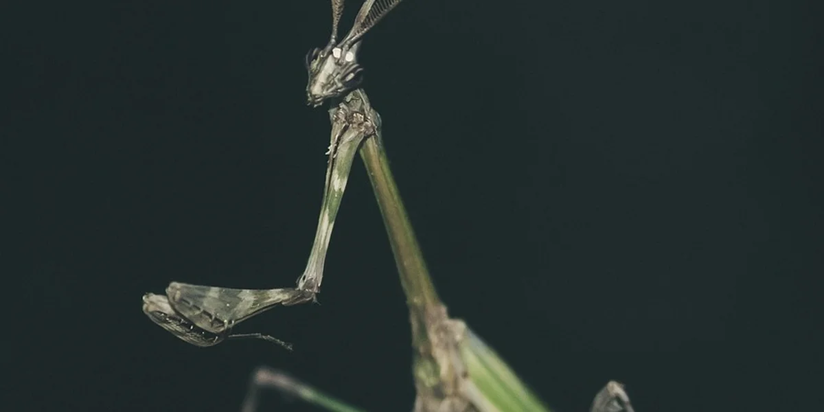 Close-up of a praying mantis egg case attached to a plant stem against a dark background.