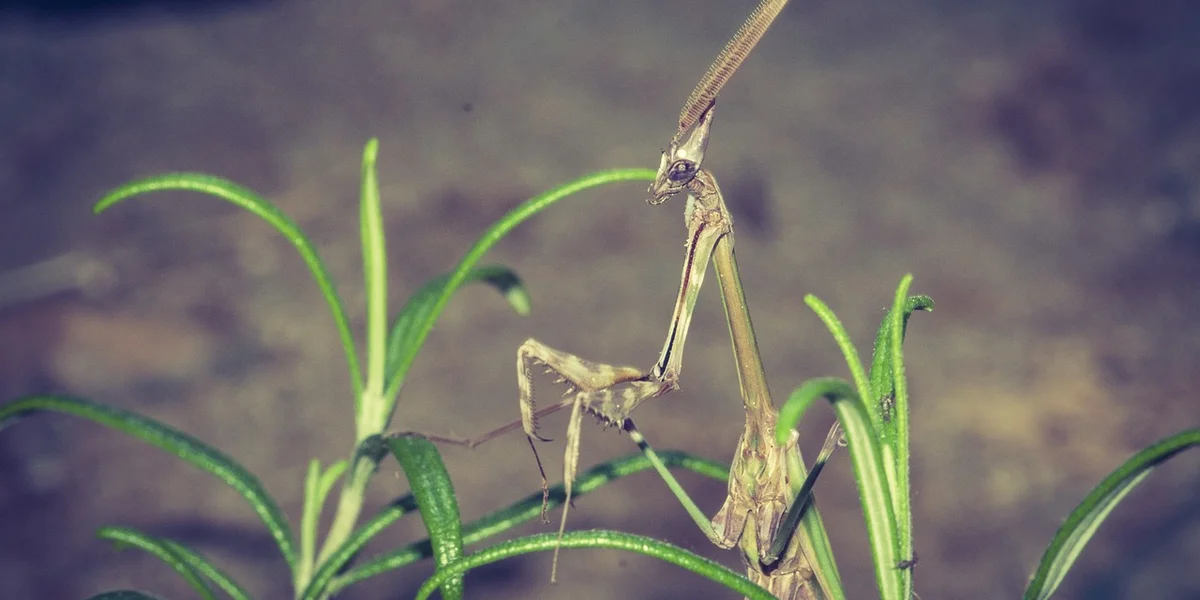 A praying mantis perched on a blade of grass with a blurred background