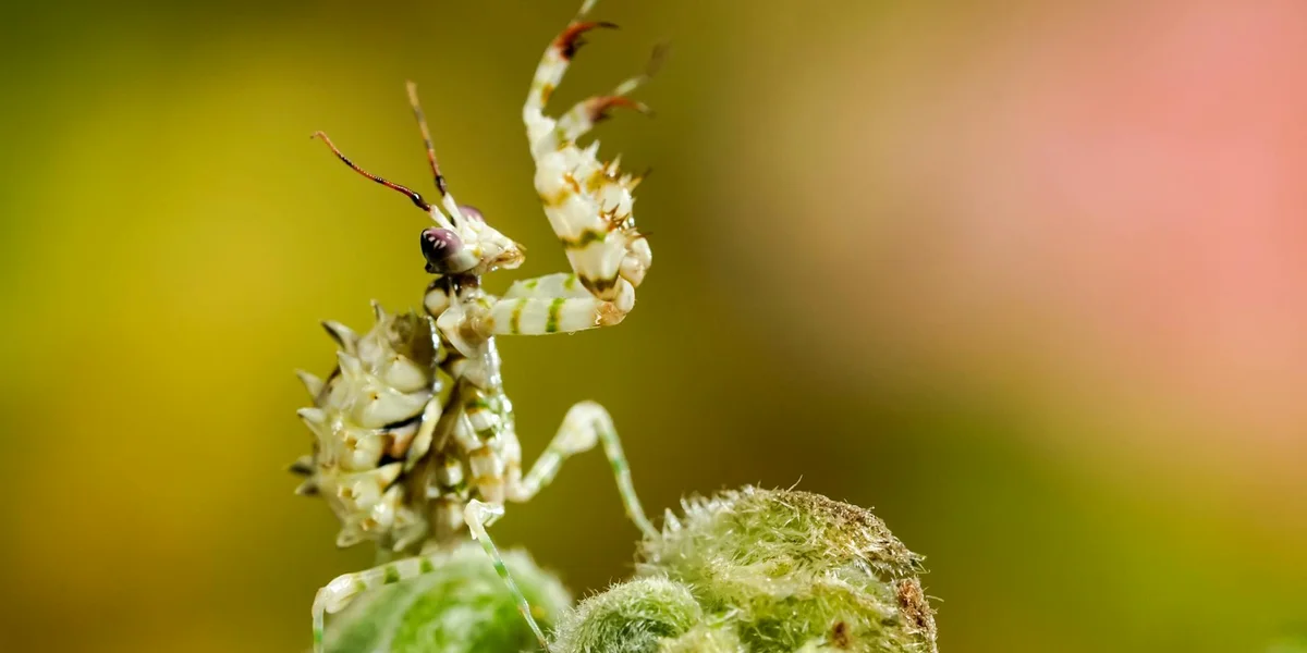 Close-up of a pale praying mantis perched on a green stem inside an enclosure.