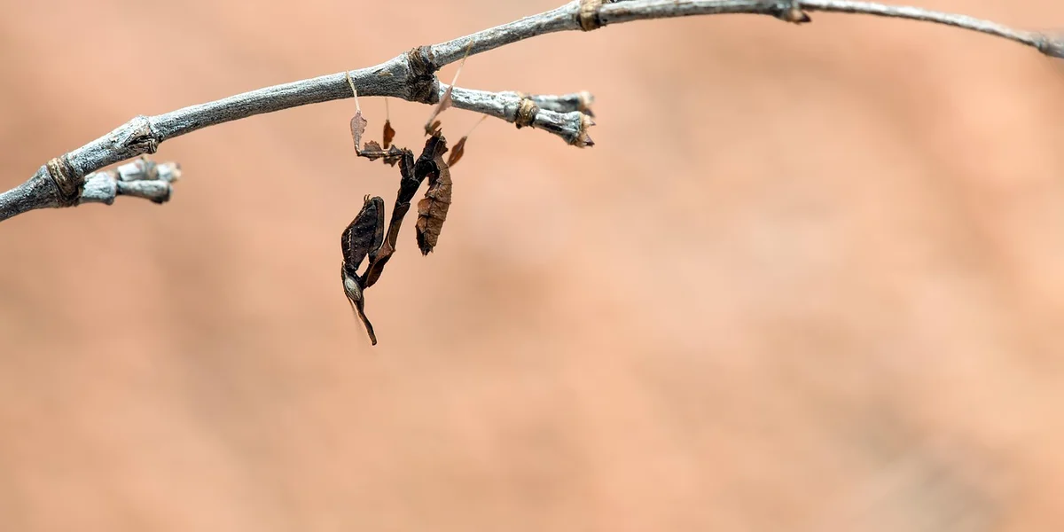 Close-up of a praying mantis exoskeleton clinging to a twig with a soft, blurred background