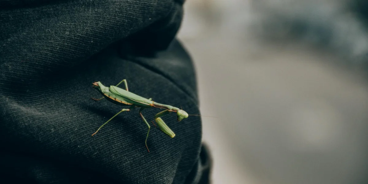 Close-up of a praying mantis perched on dark fabric, illustrating a vertical temperature gradient concept for a mantis enclosure.