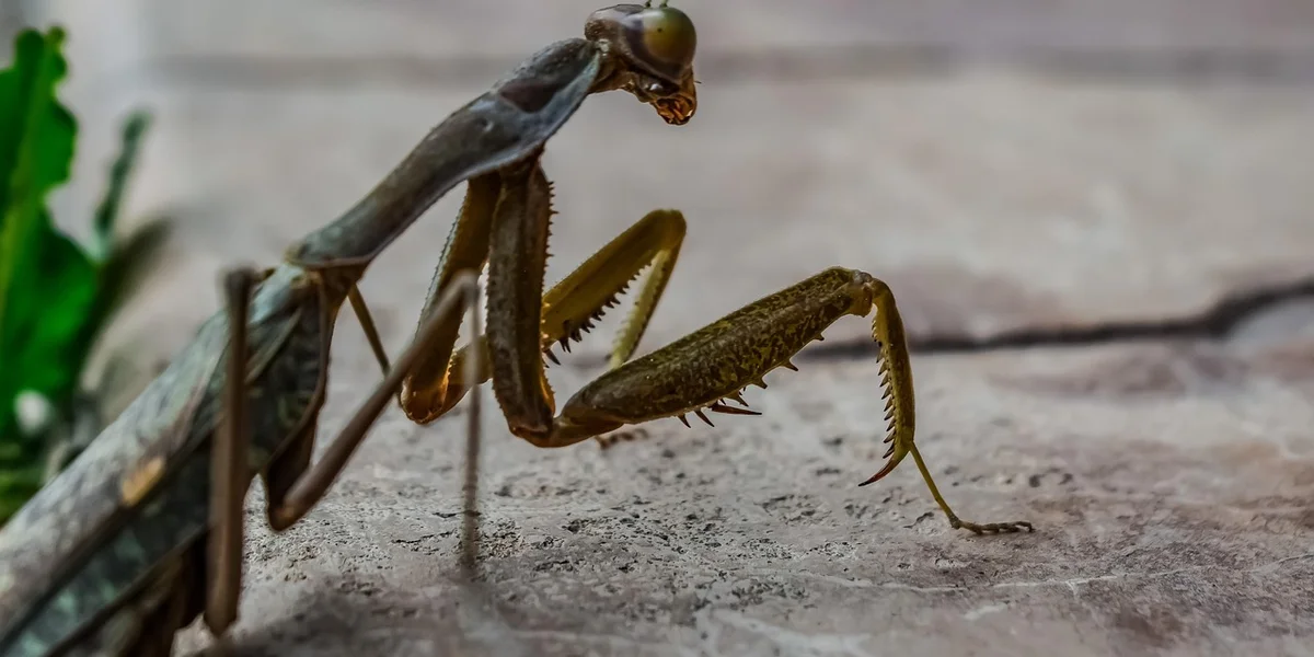 Close-up of a brown praying mantis on a stone surface, forelegs raised in a defensive stance.