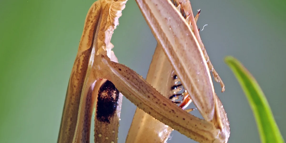 Brown praying mantis with folded forelegs perched on a plant stem, camouflaged against a green background.